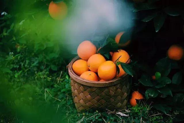 秋季吃柳丁有什麼好處？